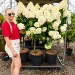 Hortenzia metlinatá (Hydrangea paniculata) 'LIMELIGHT'® - výška 130-150 cm, kont. C25L - NA KMIENKU